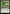 Squirming Emergence (Promo Pack) [The Lost Caverns of Ixalan Promos] - Magic: The Gathering - Card Brawlers | Quebec | Canada |