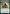 Circle of Dreams Druid (Promo Pack) [Dungeons & Dragons: Adventures in the Forgotten Realms Promos] - Magic: The Gathering - Card Brawlers | Quebec | Canada |