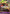 Roronoa Zoro (OP-06 Pre-Release Tournament) [Winner] (P-045) - One Piece Promotion Cards Foil