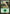 Forest (85) [Duel Decks: Jace vs. Vraska] - Magic: The Gathering - Card Brawlers | Quebec | Canada |