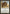 Spotted Griffin [Portal] - Magic: The Gathering - Card Brawlers | Quebec | Canada |