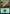 Forest (Cats) (576) [Secret Lair Drop Promos] - Magic: The Gathering - Card Brawlers | Quebec | Canada |
