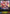Magnolia, Battlefield Muse (Evolved) (GFB01a-002EN) [Gloryfinder Bundle 01: Guide to Glory] - Bushiroad - Card Brawlers | Quebec | Canada |