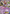 Hoopa EX (XY71) [XY: Black Star Promos] - Pokémon - Card Brawlers | Quebec | Canada |