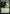 Nissa, Voice of Zendikar [Oath of the Gatewatch Prerelease Promos] - Magic: The Gathering - Card Brawlers | Quebec | Canada |