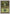 Forest (107) [Battle Royale] - Magic: The Gathering - Card Brawlers | Quebec | Canada |