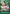 Kouzuki Momonosuke (CS 2024 Celebration Pack) (OP01-041) - One Piece Promotion Cards Foil