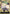 Fukurou (CS 2024 Celebration Pack) (OP03-088) - One Piece Promotion Cards Foil