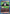 Bara (UE02BT/HTR-1-025) - UE02BT HUNTER X HUNTER