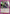 Bungee Gum (UE02BT/HTR-1-067) - UE02BT HUNTER X HUNTER