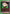 Gon Freecss (075) (UE02BT/HTR-1-075) - UE02BT HUNTER X HUNTER
