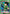 Gon Freecss (078) (UE02BT/HTR-1-078) - UE02BT HUNTER X HUNTER Foil