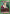 Zepile (UE02BT/HTR-1-081) - UE02BT HUNTER X HUNTER