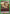 Basho (UE02BT/HTR-1-086) - UE02BT HUNTER X HUNTER