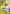 Charlotte Pudding (Winner Pack 2024 Oct.-Dec.) (OP03-112) - One Piece Promotion Cards Foil
