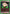 Gon Freecss (075) (Box Topper Foil) (UE02BT/HTR-1-075) - UE02BT HUNTER X HUNTER Foil