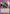Bungee Gum (UEPR/HTR-1-067) - UE02BT HUNTER X HUNTER Release Event Cards