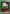 Gon Freecss (075) (UEPR/HTR-1-075) - UE02BT HUNTER X HUNTER Release Event Cards