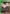 Gon Freecss (076) (UEPR/HTR-1-076) - UE02BT HUNTER X HUNTER Release Event Cards