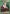 Zepile (UEPR/HTR-1-081) - UE02BT HUNTER X HUNTER Release Event Cards