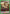 Basho (UEPR/HTR-1-086) - UE02BT HUNTER X HUNTER Release Event Cards