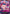 Vinsmoke Reiju (Treasure Cup 2024) (OP06-069) - One Piece Promotion Cards Foil