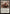 Wedding Announcement // Wedding Festivity [Innistrad Remastered] - Magic: The Gathering - Card Brawlers | Quebec | Canada |