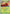 Dipplin (010/131) (Poke Ball Pattern) [Scarlet & Violet: Prismatic Evolutions] - Pokémon - Card Brawlers | Quebec | Canada |
