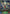 Grasshopper Conductor (BP09-012EN) [Duet of Dawn and Dusk] - Bushiroad - Card Brawlers | Quebec | Canada |