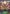 Grasshopper Conductor (Evolved) (BP09-013EN) [Duet of Dawn and Dusk] - Bushiroad - Card Brawlers | Quebec | Canada |