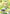 Leafa (059) (R*) (UE07BT/SAO-1-059) - UE07BT Sword Art Online Foil
