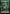 Forest (2080) [Secret Lair Drop Series] - Magic: The Gathering - Card Brawlers | Quebec | Canada |