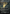 Coat of Arms (Borderless) [The Lost Caverns of Ixalan Commander] - Magic: The Gathering - Card Brawlers | Quebec | Canada |