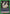 Jack the Ripper (UE08BT/BCV-1-061) - UE08BT Black Clover