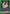 Jack the Ripper (UEPR/BCV-1-061) - UE08BT Black Clover Release Event Cards