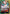 Yamato (OP06-022) (OP06-022) - Starter Deck 28: GREEN/YELLOW Yamato Foil