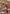Shenlong Gundam (GD01-029) (R+) (GD01-029) - Newtype Rising Holofoil