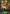 Forest Oracle Pascale (GFD01-014EN) [Luxheart Legends] - Bushiroad - Card Brawlers | Quebec | Canada |