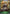 Harvest Festival (GFD01-047EN) [Luxheart Legends] - Bushiroad - Card Brawlers | Quebec | Canada |