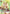 C.C. (066) (SR**) (UEX03BT/CGH-2-066) - UEX03BT CODE GEASS Lelouch of the Rebellion Vol2 Foil
