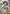 Monkey.D.Luffy (Premium Card Collection -6 assort vol.1-) (OP10-111) - One Piece Promotion Cards Foil