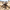 HIYA TOYS - Starship Troopers - 1/12 Scale None Scale 5.3 Inch - Warrior Bug - (PREORDER) September 30, 2027