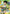 Gon Freecss (016) (SR**) (UEX04BT/HTR-2-016) - UEX04BT HUNTER X HUNTER Vol2 Foil