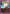 Shalnark (UEX04BT/HTR-2-052) - UEX04BT HUNTER X HUNTER Vol2