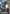 Guntank (Championship Participation Pack 01) (GD01-008) - Gundam Promotional Cards Holofoil