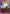 Shalnark (UEPR/HTR-2-052) - UEX04BT HUNTER X HUNTER Vol2 Release Event Cards