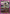 Nobunaga & Machi (UEPR/HTR-2-053) - UEX04BT HUNTER X HUNTER Vol2 Release Event Cards