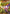 Lilith - OP07-111 (SP) (OP07-111) - Carrying On His Will Foil