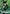 Yusuke Urameshi (Release Event Participation) (UEPR/YYH-1-036) - UE13BT Yu Yu Hakusho Ghost Files Release Event Cards