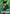 Yusuke Urameshi (Release Event Winner) (UEPR/YYH-1-036) - UE13BT Yu Yu Hakusho Ghost Files Release Event Cards Foil